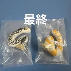 まちぼうけ14 チンアナゴ　ニシキアナゴ
