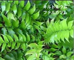 2025年最新】ホウビカンジュの人気アイテム - メルカリ