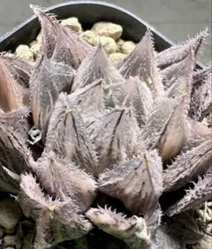 パ*チ様 多肉植物 ハオルチア 金色九尾狐伝錦　極上斑　鮮明錦のサムネイル