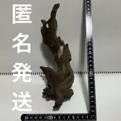 流木　1点