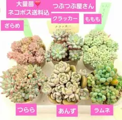 2026年最新】つぶつぶ屋 もももの人気アイテム - メルカリ