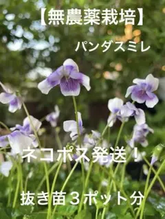☆ネコポス発送！【無農薬栽培】パンダスミレ 抜き苗 3ポット分お花付き♪のサムネイル