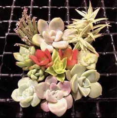 特別価格❣️ No11 強い品種　カット苗９種類　寄せ植えに✨詰め合せ　多肉弁当のサムネイル