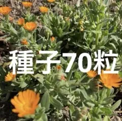 カレンデュラ　冬しらず　種子70粒超　購入前コメント&別途専用出品なら増量！