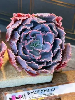 ☆ララたゃ☆様 リクエスト 2点 まとめ商品