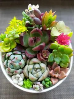 カット苗】多肉植物 ミニ寄せ植えセット⑪ - メルカリ