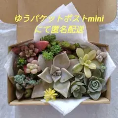 多肉植物 カット苗・根付き苗の詰め合わせ