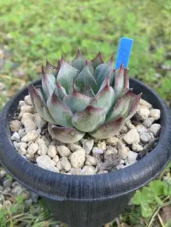 多肉植物　エケベリア　ジャスミン　極美苗