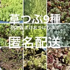 Eセット　草つぶ　多肉　9種➕おまけ2種！