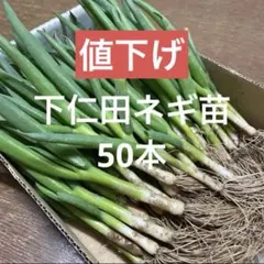 下仁田ネギ苗50本のサムネイル