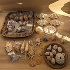 貝殻セット