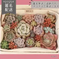 多肉植物 カット苗 詰め合わせ 寄せ植えセット エケベリア ｜S047