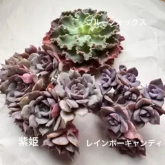 多肉植物 カット苗3種セット ⑪ 宅急便発送
