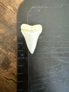 2025年最新】ホホジロザメの歯の人気アイテム - メルカリ