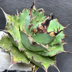 2025年最新】ハデス アガベの人気アイテム - メルカリ