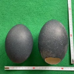 2025年最新】エミュー卵の殻の人気アイテム - メルカリ