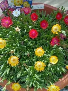 多肉植物 デロスペルマ砂漠の宝石カット苗5本 - メルカリ