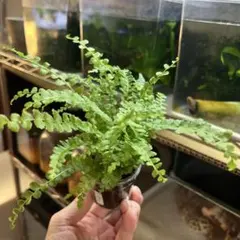 ① ネフロレピス　ダフィー　土植え　観葉植物　シダ