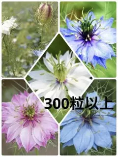 種 ニゲラ 混合 花の種のサムネイル