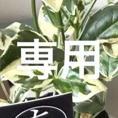 最後の1品【現品・鉢まま出荷】宮島園芸 栄養系八重咲ペチュニア