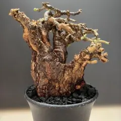 希少種 Commiphora wildii コミフォラ ワイルディ 大型株 - メルカリ