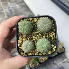 オベサ 3株 鉢ごと - メルカリ