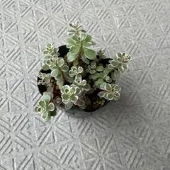 多肉植物 トリカラー 抜き苗 根付き レトロ食堂 - メルカリ