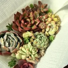 NEW❗️ 【レア種】女雛錦入り　大苗入り　多肉植物詰め合わせ　カット苗多肉弁当❣️