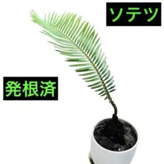 2026年最新】ソテツ 子株の人気アイテム - メルカリ