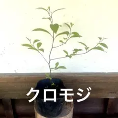 クロモジ 苗 山採り 黒文字 - メルカリ