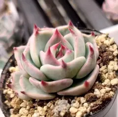 そわそわ おらいさんミックスベリア 多肉植物 抜き苗 - メルカリ
