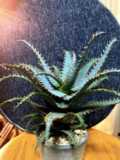 2025年最新】植物 アロエの人気アイテム - メルカリ