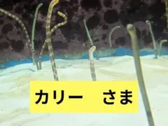 美品早い者勝ち君とゆきて咲くオフィシャルスターターブック「蕾の書