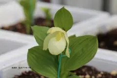 2026年最新】アツモリソウの人気アイテム - メルカリ