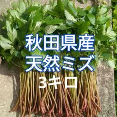 山菜 ミズ 5キロ 新潟県産 採れたて新鮮発送 特別価格 - メルカリ