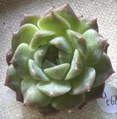 h*d様 No.a568新品種　朧紋　エケベリア　多肉植物