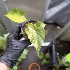 美株 アロカシア スカルプラム オーレア - メルカリ
