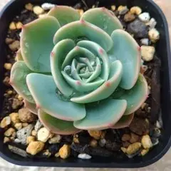 ゆかり·͜· ︎︎発送5/7〜様 リクエスト 2点 まとめ商品