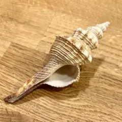 Item thumbnail for item 343de172-f1a3-4c2f-8274-309fd9e4a148