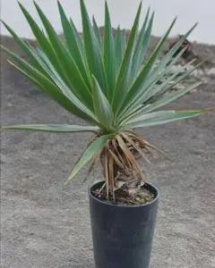 ユッカ グロリオサ　ダブルヘッド　幹立ち　発根管理中週末限定値引き ユッカグロリオサ 幹立ちセット！ - メルカリ