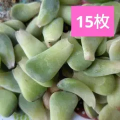 多肉植物　葉挿しセット　ピンクピーチhybのサムネイル