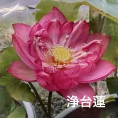 明美　中型種　レンコン2本　蓮　ハス　はす　苗　レンコン 精華 中型種 レンコン2本 蓮 ハス はす 苗 レンコン 花蓮 - メルカリ