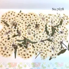 ♡人気商品♡送料無料！訳ありコデマリの押し花セット♡