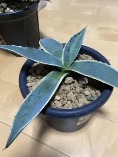 2025年最新】アガベ マシュマロクリームの人気アイテム - メルカリ