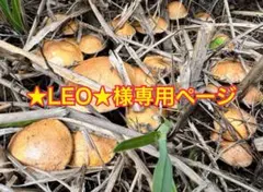 ★LEO★様専用ページ