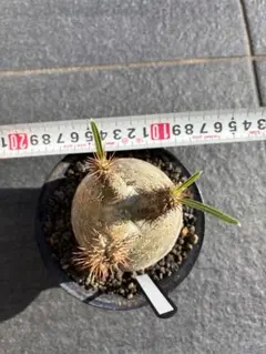 パキポディウム グラキリス 現地球 鉢付きのサムネイル