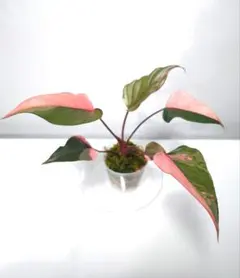 2026年最新】homalomenaの人気アイテム - メルカリ