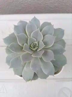 ドドシュカ様 リクエスト 2点 まとめ商品