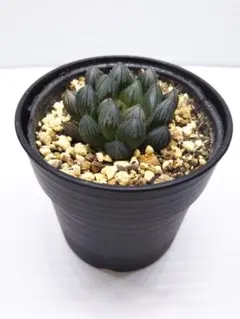 多肉植物　ハオルチア　ブラックオブツーサ　抜き苗