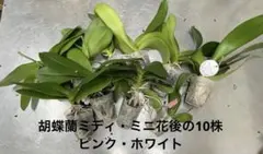 胡蝶蘭ミディ白8株・ミディピンク1株❤︎ミニ胡蝶蘭ピンク1株❤︎計10株のサムネイル